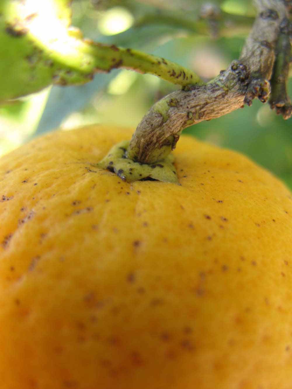              Fruit (Winter Haven, FL)       